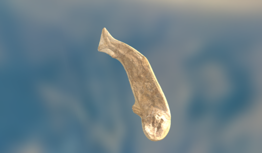 어류화석(중생대 백악기)