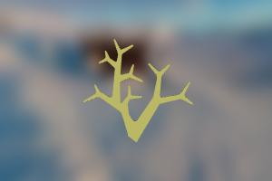tree no leaves