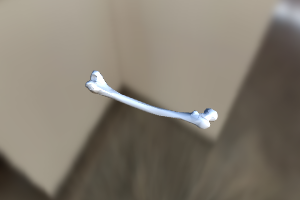 bone