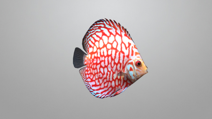 discus