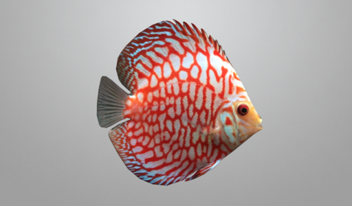 discus